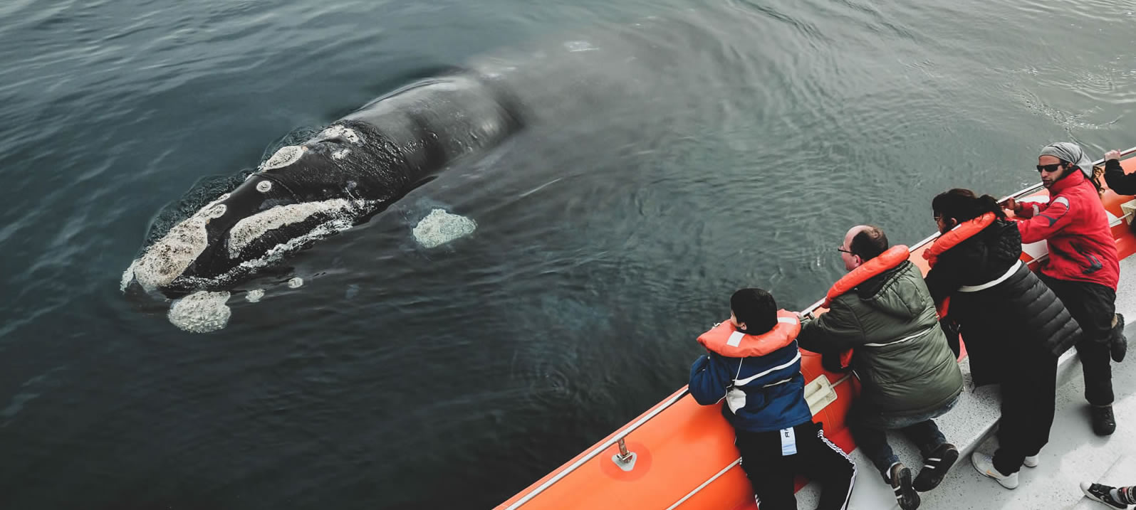 Península Valdés con avistaje de ballenas incluido