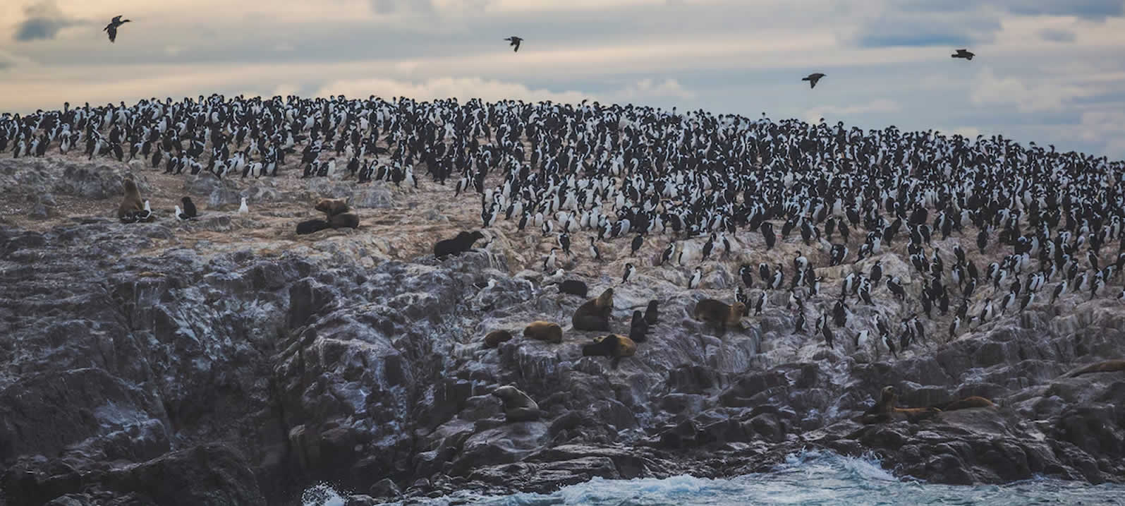 Punta Tombo Natural